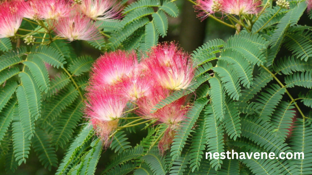 Mimosa Tree