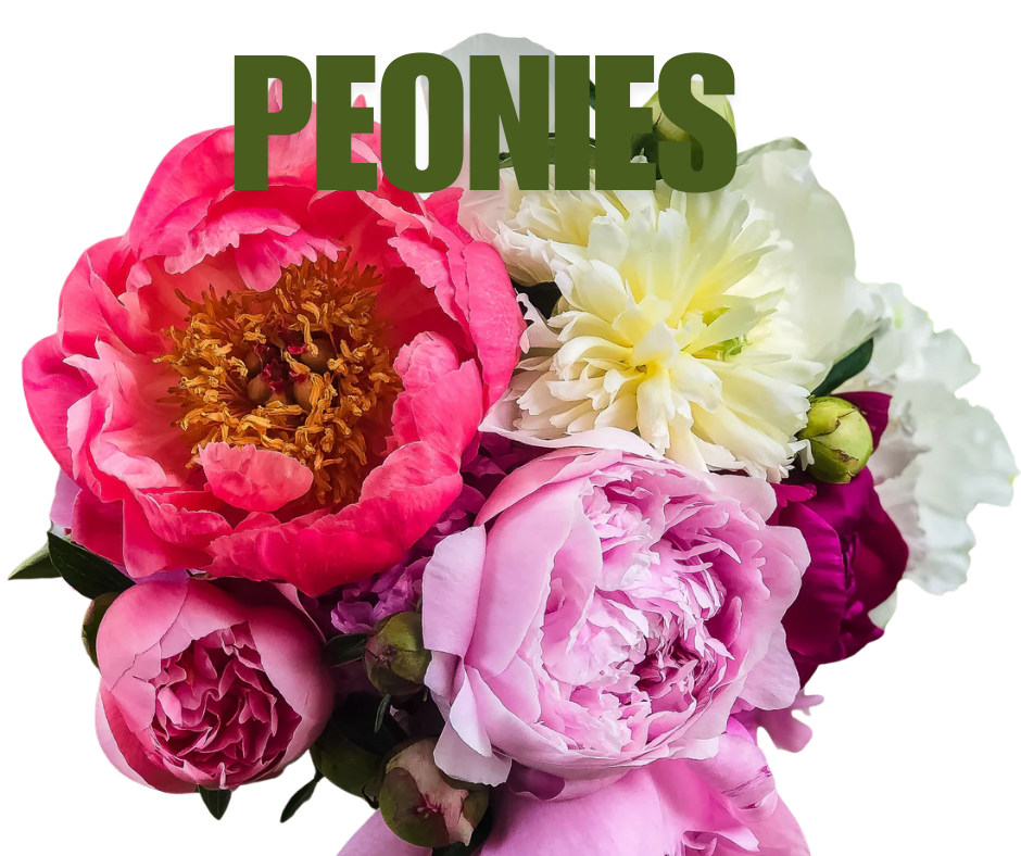 Peonies