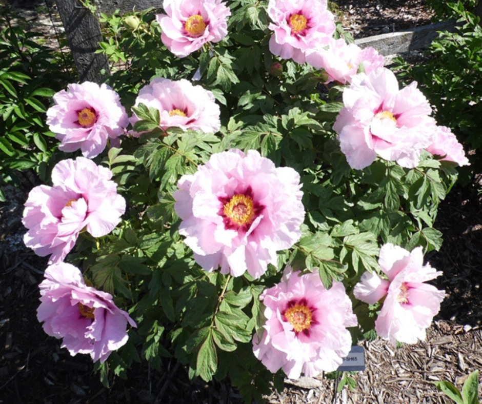 Peony Varieties