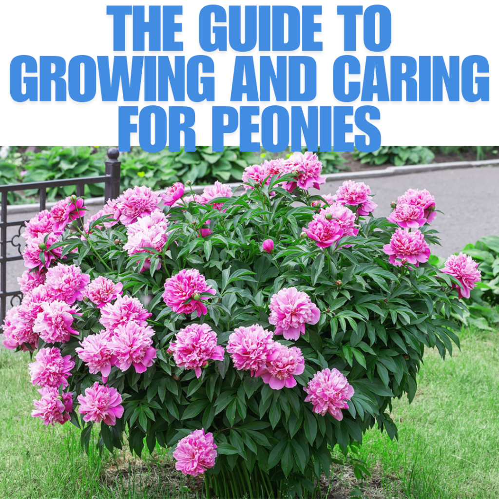 Growing and Caring for Peonies