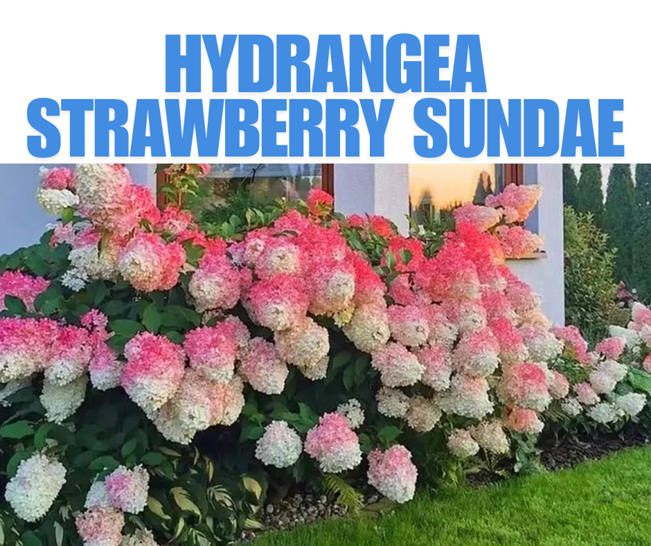 Hydrangea Strawberry Sundae