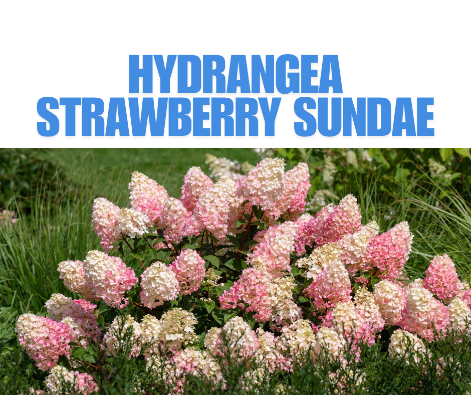 Hydrangea Strawberry Sundae