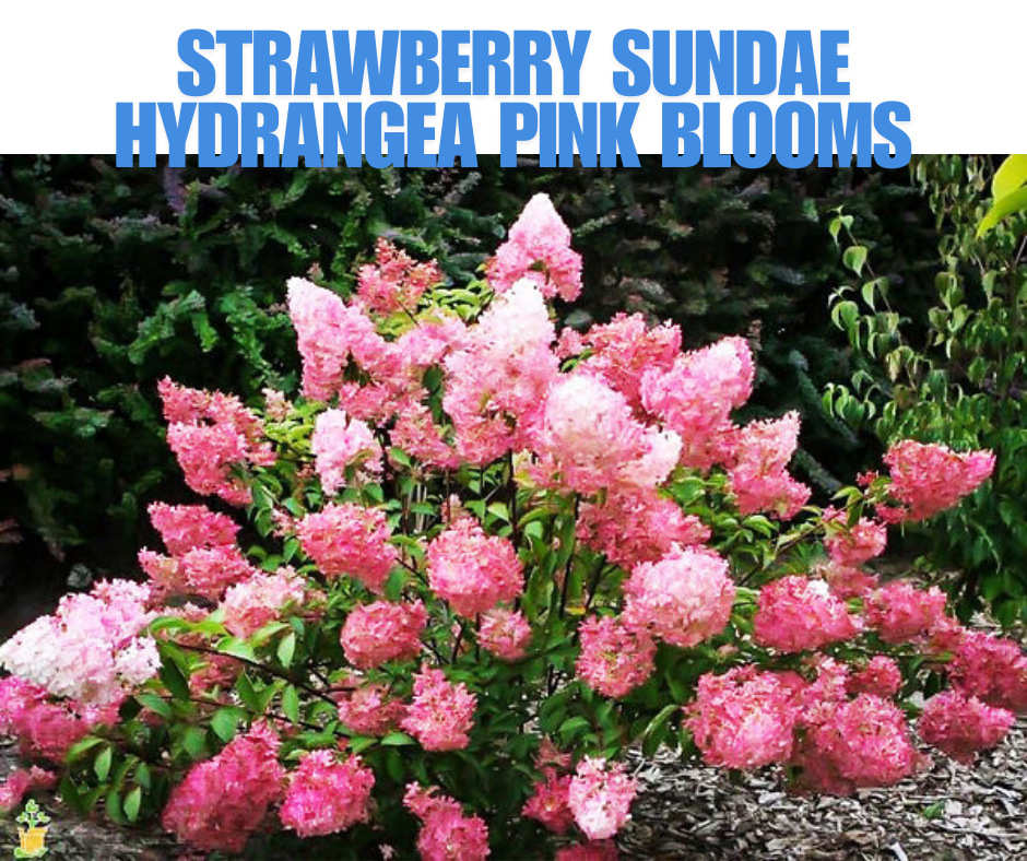 Strawberry Sundae Hydrangea Pink Blooms