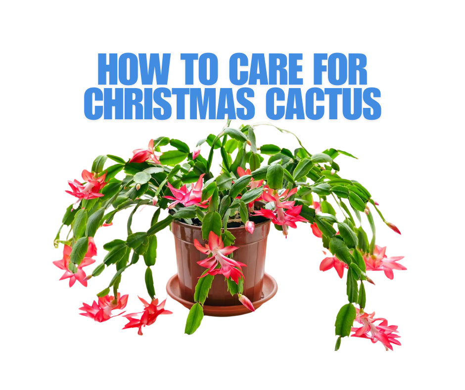 How to Care for Christmas Cactus 1