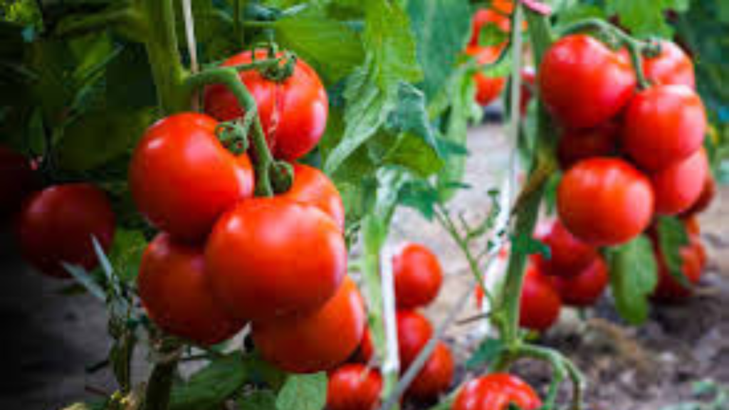 When to Plant Tomatoes for the Best Results