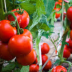 When to Plant Tomatoes for the Best Results